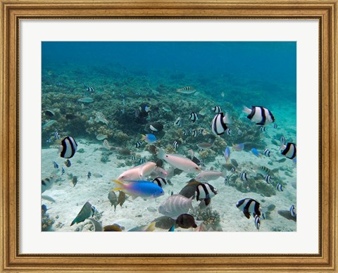 Framed Tropical Fish, Malolo Lailai Island, Fiji Print