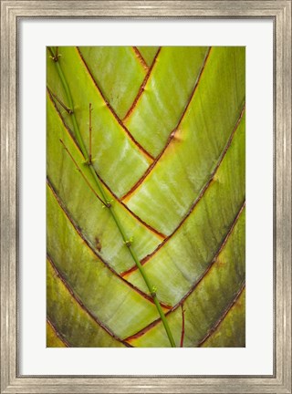 Framed Palm flora, Coral Coast, Viti Levu, Fiji Print