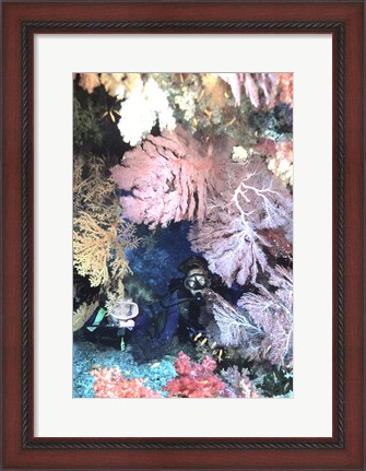 Framed Diver Peers Out From Crevice, Flanked by Brilliant Sea Fans and Soft Corals, Fiji, Oceania Print