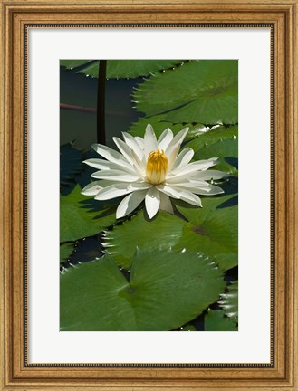 Framed Fiji, Water lily flower Print