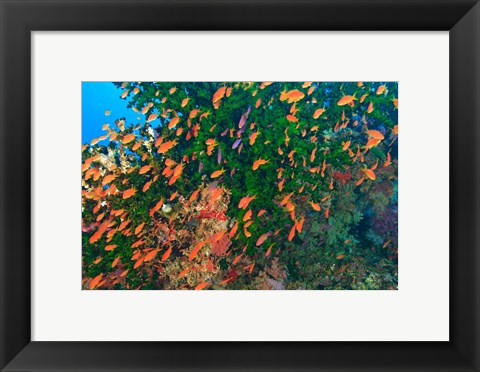 Framed Schooling Fairy Basslet fish, Viti Levu, Fiji Print