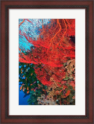 Framed Gorgonian Sea Fan, Fairy Basslets fish, Fiji Print