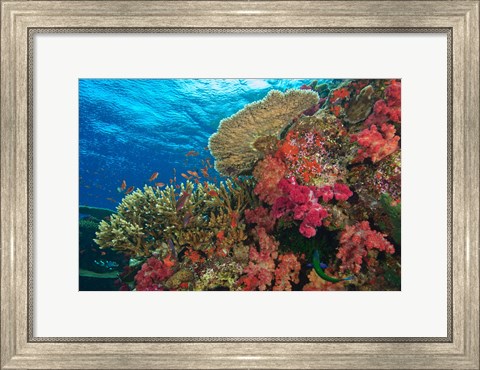 Framed Fairy Basslet fish, Fiji Print