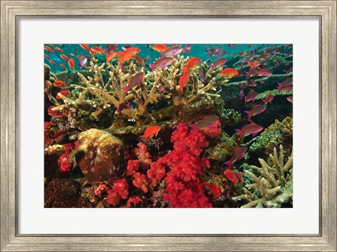 Framed Fairy Basslet fish Swimming near Coral, Fiji Print