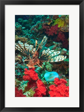 Framed Lionfish, Rainbow Reef, Taveuni Island, Fiji Print