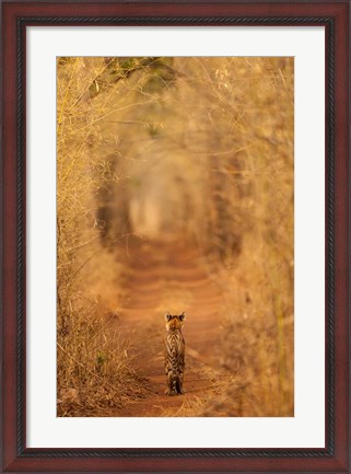 Framed Tiger In The Tunnel Print