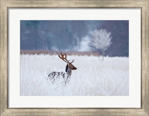 Framed Fallow Deer In The Frozen Winter Landscape Print