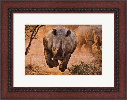 Framed Rhino Learning To Fly Print