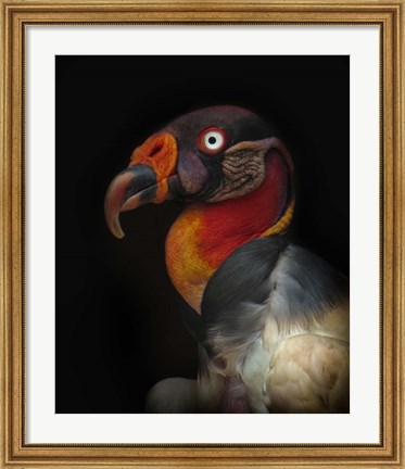 Framed King Vulture-Sarcoramphus Papa Print