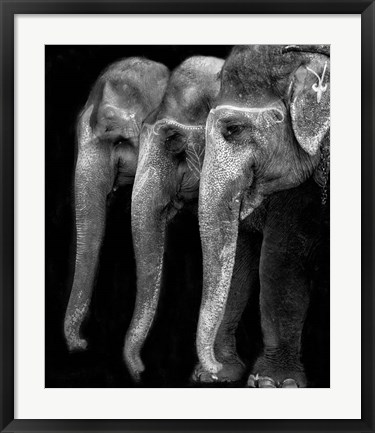 Framed Nature&#39;s Great Masterpiece, An Elephant Print