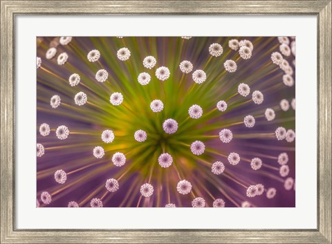 Framed Colours Print