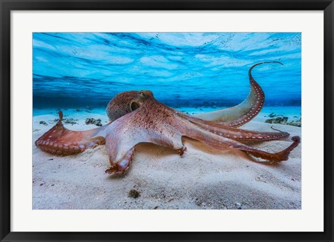 Framed Octopus Print