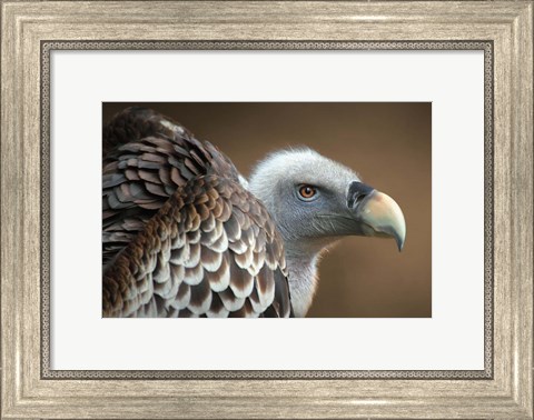 Framed Vulture Print