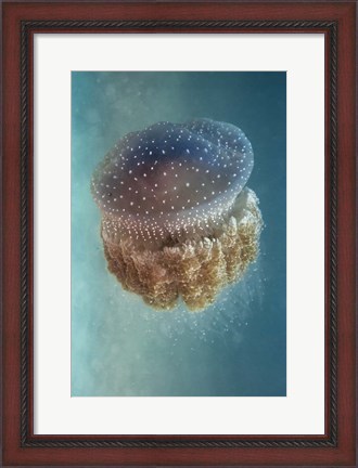 Framed Jellyfish - Phylorhiza Punctata Print