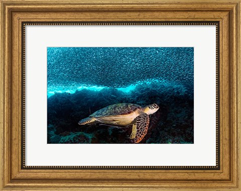 Framed Turtle And Sardines Print