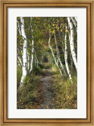 Framed Birch Path II Print