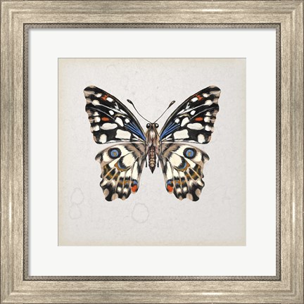 Framed Butterfly Study II Print