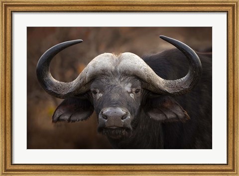 Framed Buffalo Portrait Print