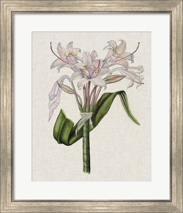 Framed Crinium Lily II Print