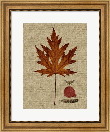 Framed Autumn Leaf I Print