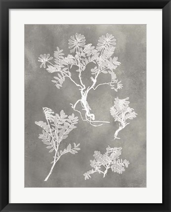 Framed Herbarium Study II Print