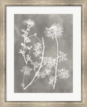 Framed Herbarium Study IV Print