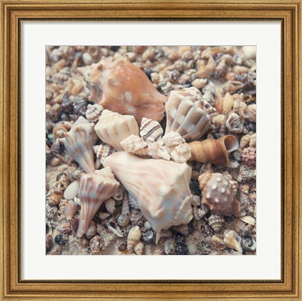 Framed Shell Collection II Print