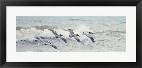 Framed Pelican Panel II Print