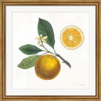 Framed Classic Citrus II Print