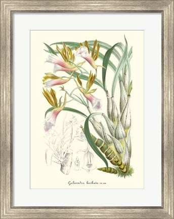 Framed Lavender Orchids IV Print