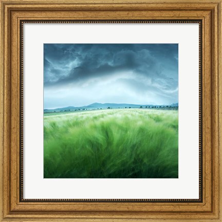 Framed Barley Field Print