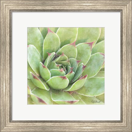 Framed Garden Succulents IV Color Print