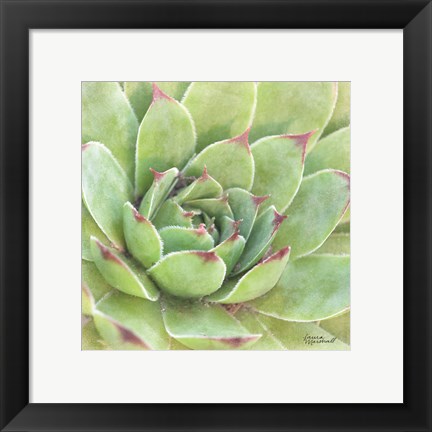 Framed Garden Succulents IV Color Print