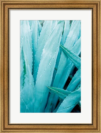 Framed Abstract Agava I Color Print