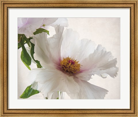 Framed Translucent Peony VI Print