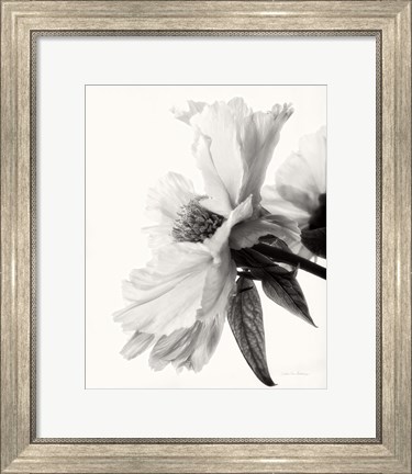 Framed Translucent Peony IV BW Print