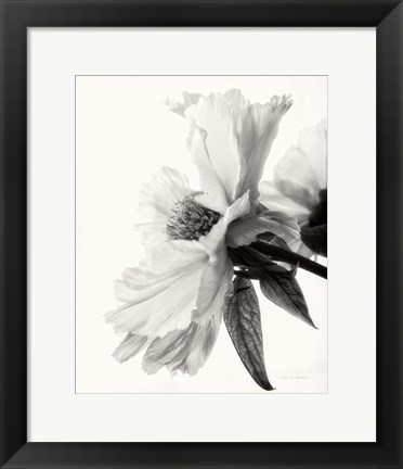 Framed Translucent Peony IV BW Print