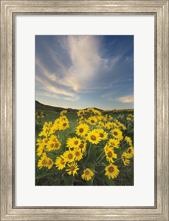 Framed Methow Valley Wildflowers II Print