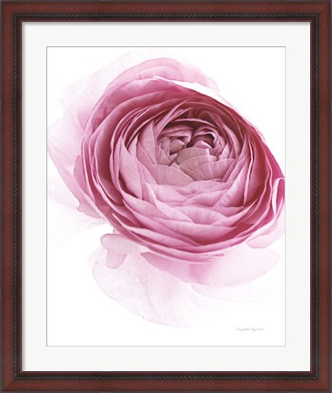 Framed Pink Lady IV Print