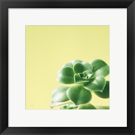 Framed Succulent Simplicity VIII Print