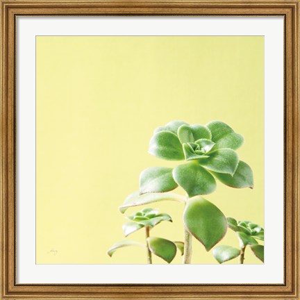 Framed Succulent Simplicity X Print