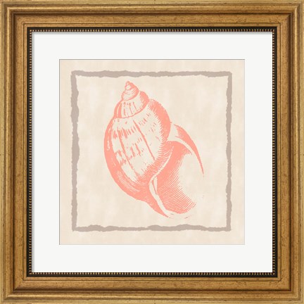 Framed Shell IV Print