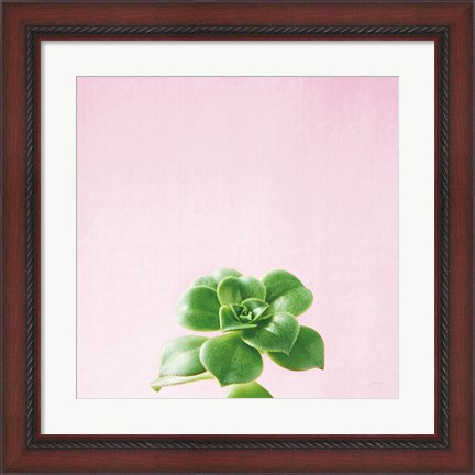 Framed Succulent Simplicity VII on Pink Print