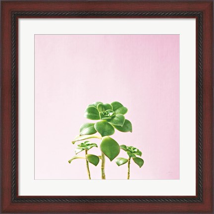 Framed Succulent Simplicity IX on Pink Print