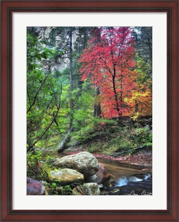 Framed Peaceful Woods II Print