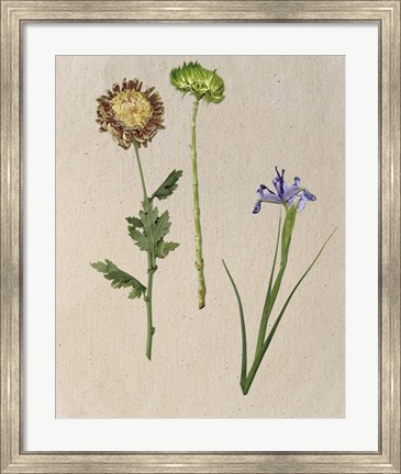 Framed Pretty Pressed Flowers III Print