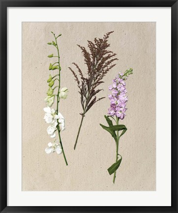 Framed Pretty Pressed Flowers IV Print