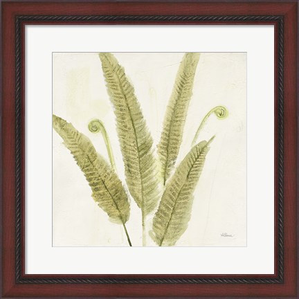 Framed Forest Ferns II Print