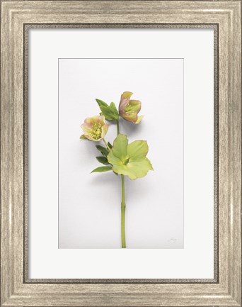 Framed Hellebore Study I Print