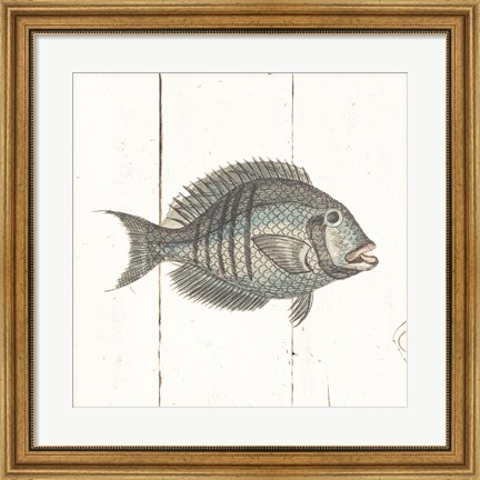 Framed Fish Sketches I Shiplap Print